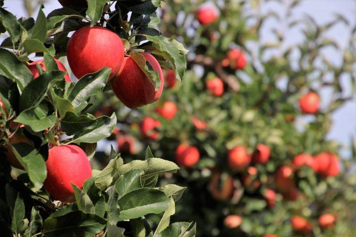 Ябълкови дръвчета. Снимка: Pixabay.
