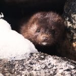 Норка. Снимка: Pixabay.