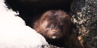 Норка. Снимка: Pixabay.