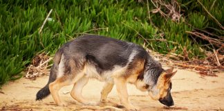 Немска овчарка