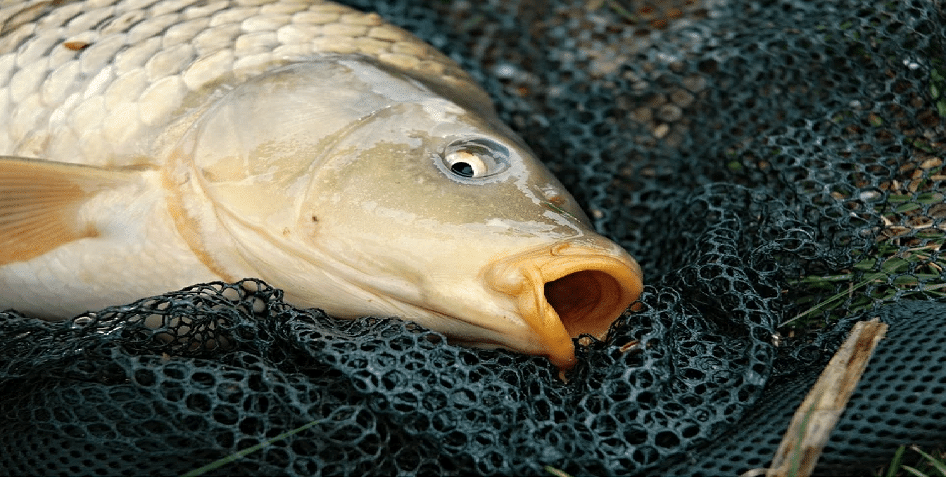 Инспектори от предотвратиха незаконна продажба на трофеен шаран уловен при