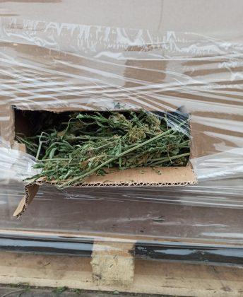 2 тона канабис са открити в камион на ГКПП Дунав мост-Видин