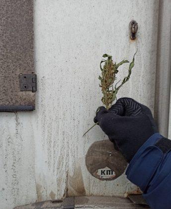 2 тона канабис са открити в камион на ГКПП Дунав мост-Видин