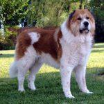 кавказка овчарка