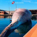 Италианската брегова охрана откри труп на кит