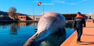 Италианската брегова охрана откри труп на кит