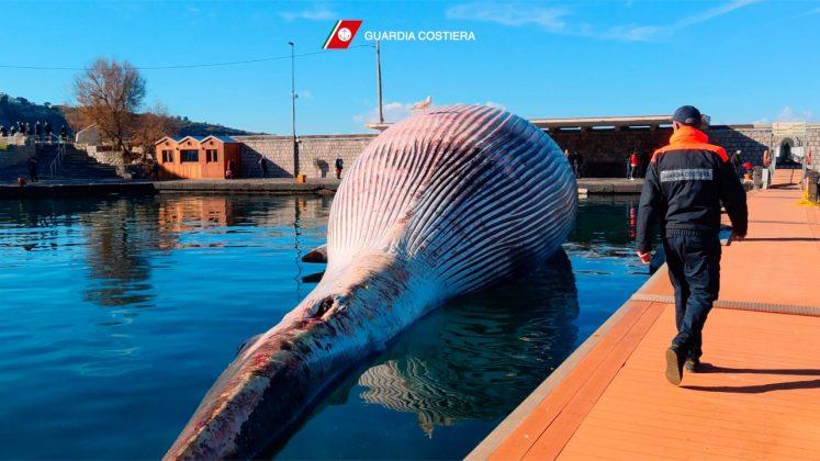 Италианската брегова охрана откри труп на кит