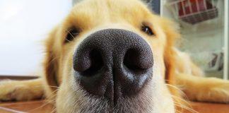 Голдън ретривър, куче