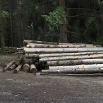 logging