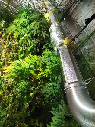 Оранжерия за отглеждане на канабис