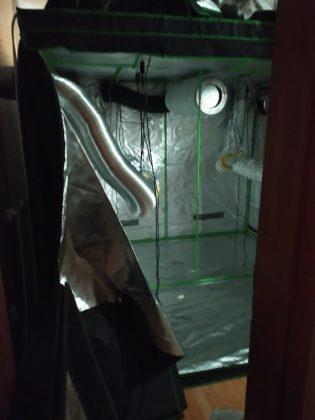 Оранжерия за отглеждане на канабис