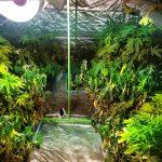 Оранжерия за отглеждане на канабис