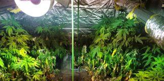 Оранжерия за отглеждане на канабис