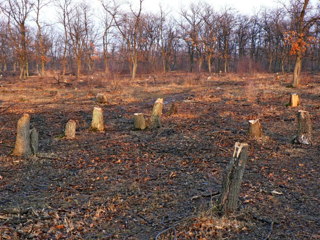 Сеч в Бургаско