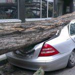 Паднало дърво