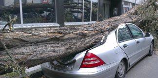 Паднало дърво