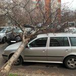 Паднало дърво върху автомобил в квартал "Бели брези"