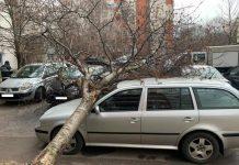 Паднало дърво върху автомобил в квартал "Бели брези"