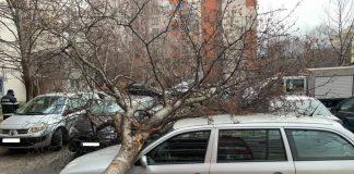 Паднало дърво върху автомобил в квартал "Бели брези"