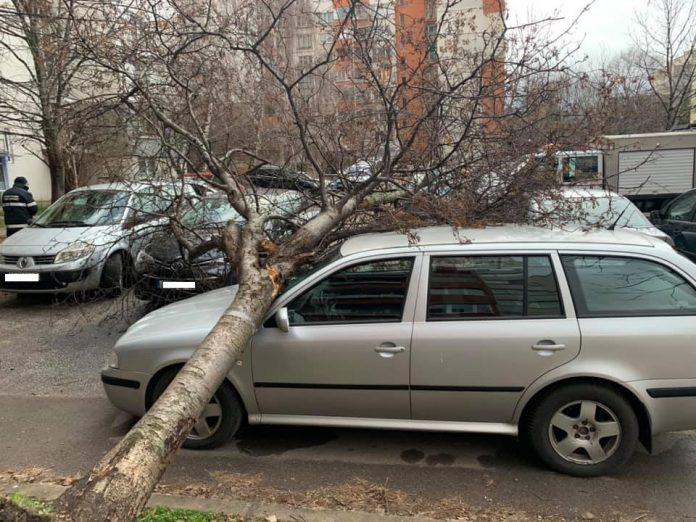 Паднало дърво върху автомобил в квартал "Бели брези"