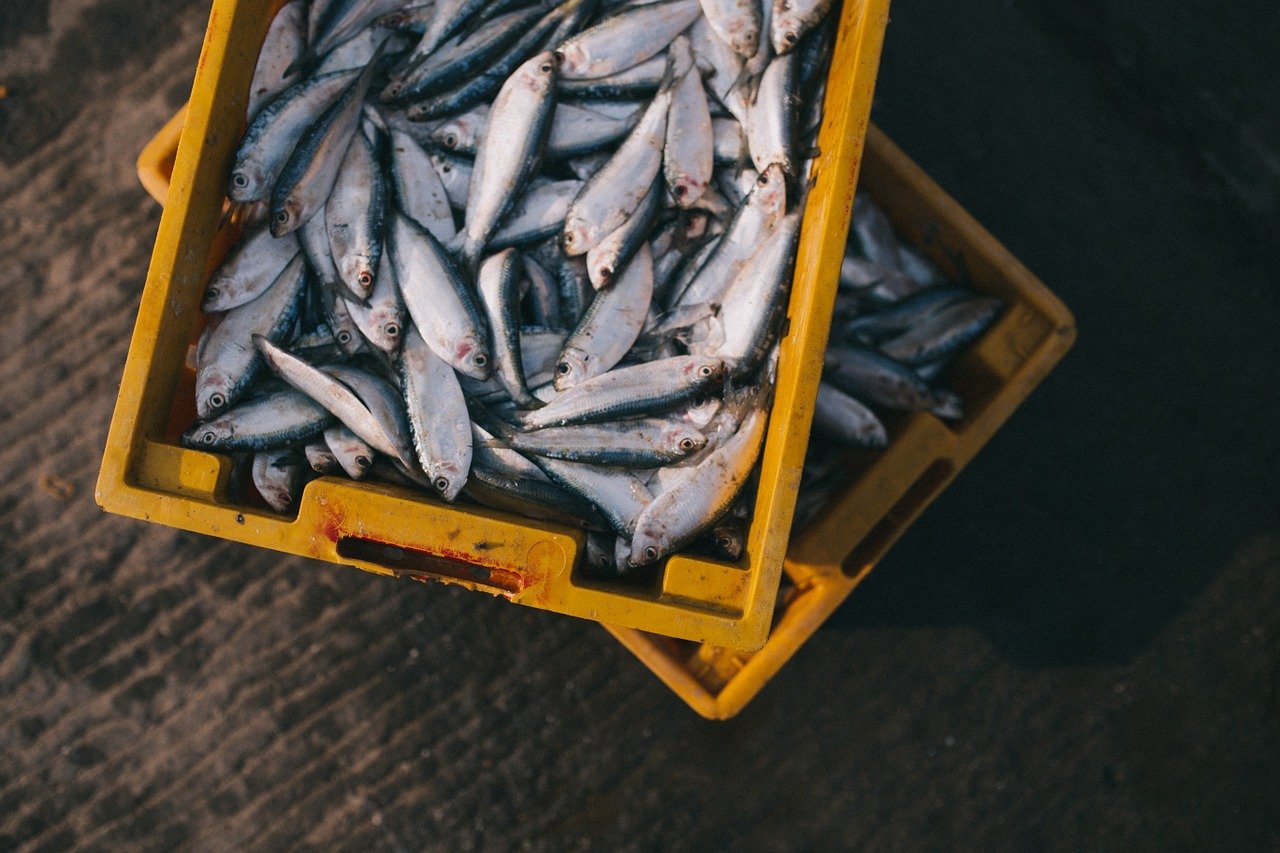 С над 23 млн лева ще бъдат подпомогнати секторите рибарство