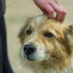 Ръст в осиновяването на кучета от приюти