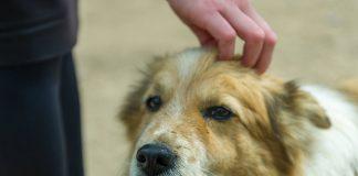 Ръст в осиновяването на кучета от приюти