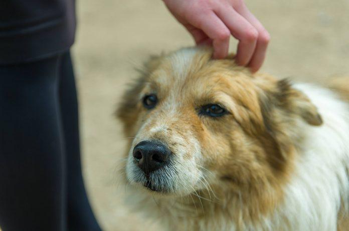 Ръст в осиновяването на кучета от приюти