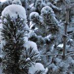 Студено време