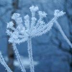 Студено време