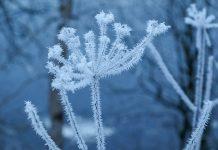 Студено време, Коледа, студ