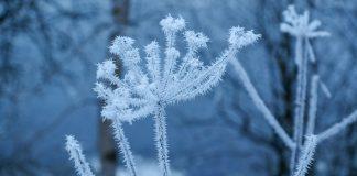 Студено време