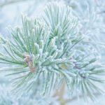 Студено време