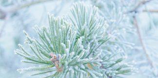 Студено време