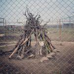 Полярен вълк