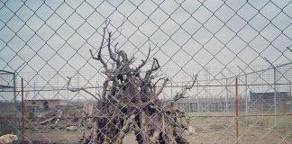 Полярен вълк