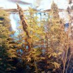 Мини оранжерия за канабис в Радомир