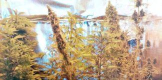 Мини оранжерия за канабис в Радомир