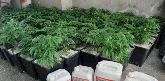 Оранжерия за канабис