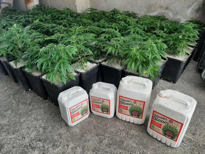 Оранжерия за канабис