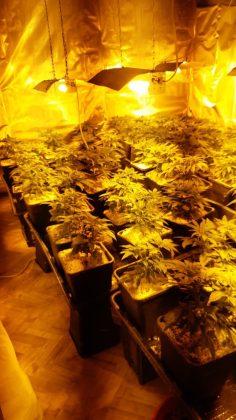 Оранжерия за канабис