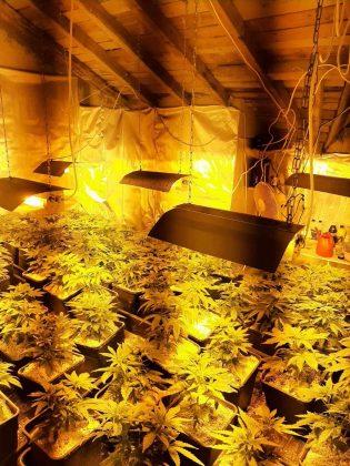 Оранжерия за канабис