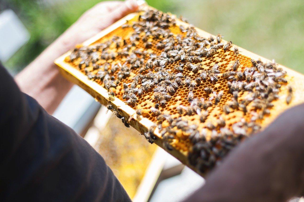 Аграрният министър Кирил Вътев обяви, че тази година пчеларите ще