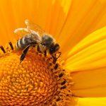 Пчели