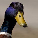 Птичи грип открит в Славяново