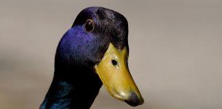 Птичи грип открит в Славяново