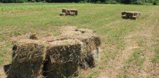 Бали люцерна