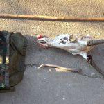 Бракониери