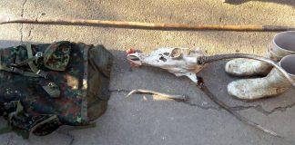 Бракониери