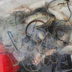 Бракониерските набези в Тича